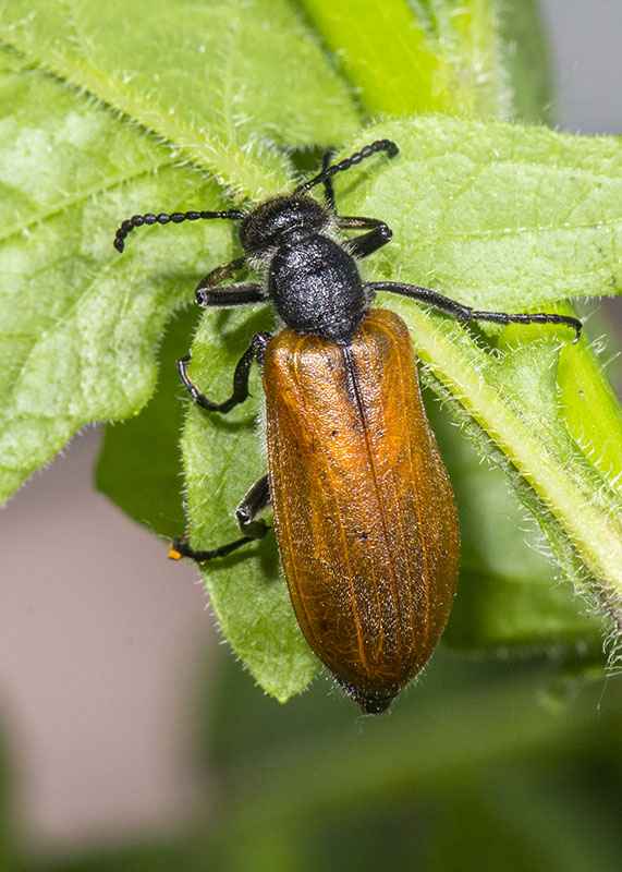 Meloidae: Lydus trimaculatus? S, ssp. italicus.